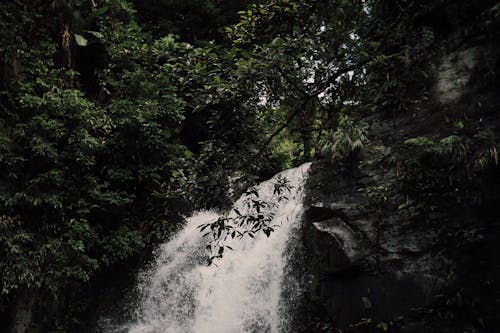 Foto profissional grátis de água corrente, árvores, cachoeira