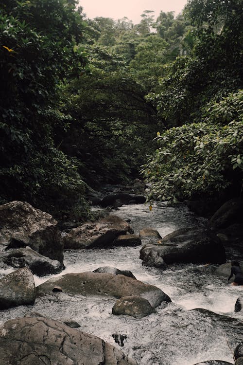 강, 나뭇잎, 무성한의 무료 스톡 사진