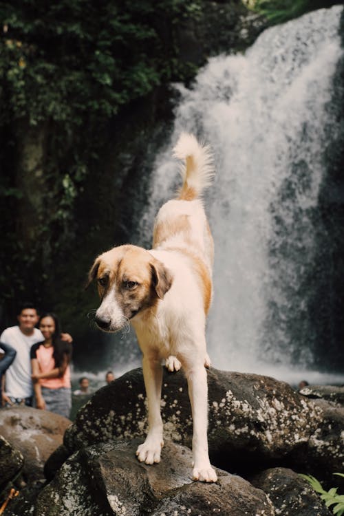 Dog on Rocks near Waterfall