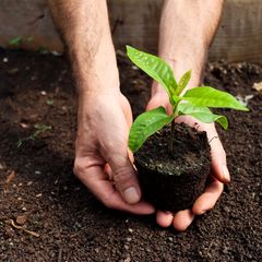 Hands cupping a young plant in dark soil — photo by Louis Balsan on Pexels