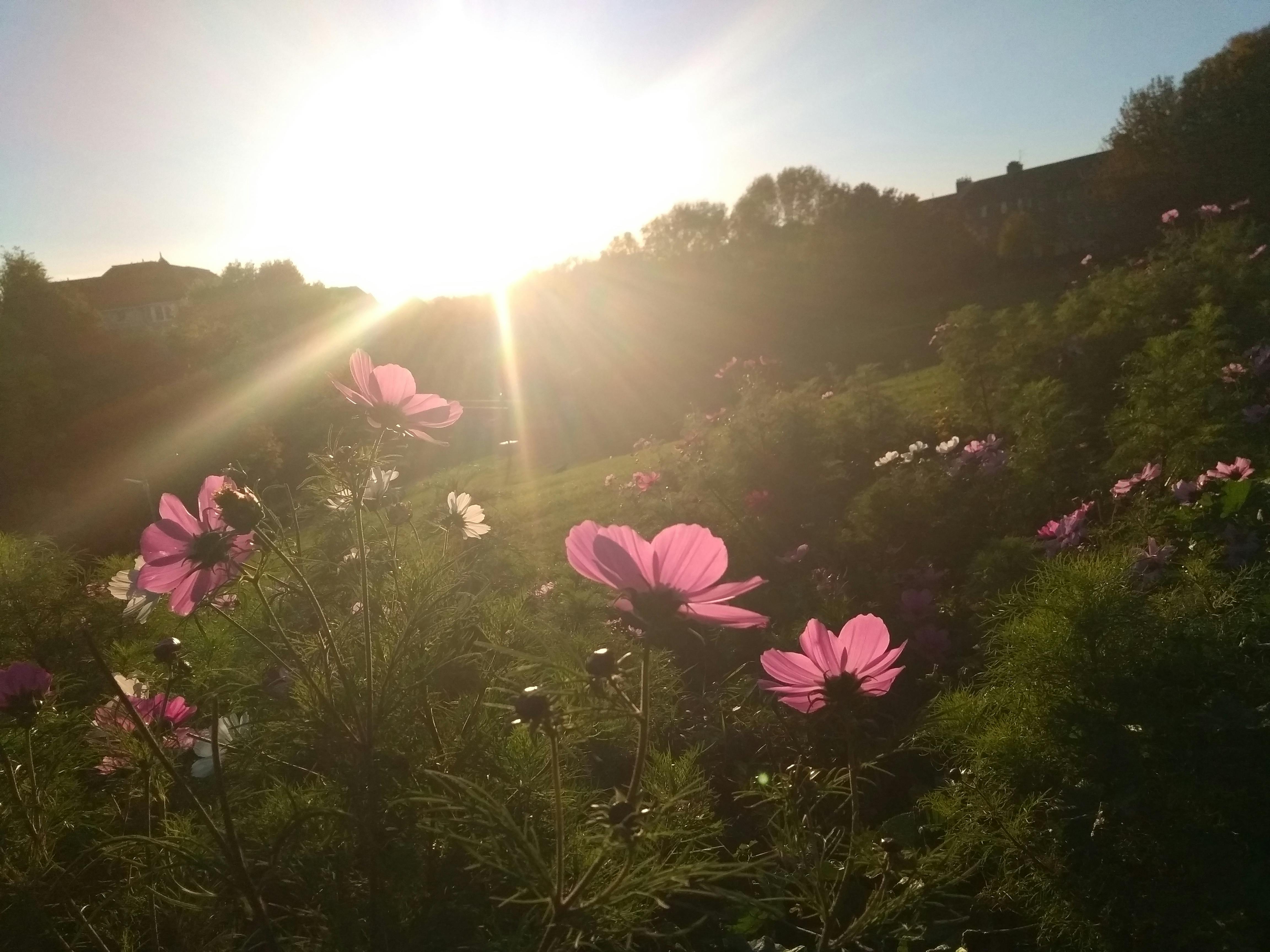 Free stock photo of flowers at sundown, meadow with pink flowers, Pink spring flowers