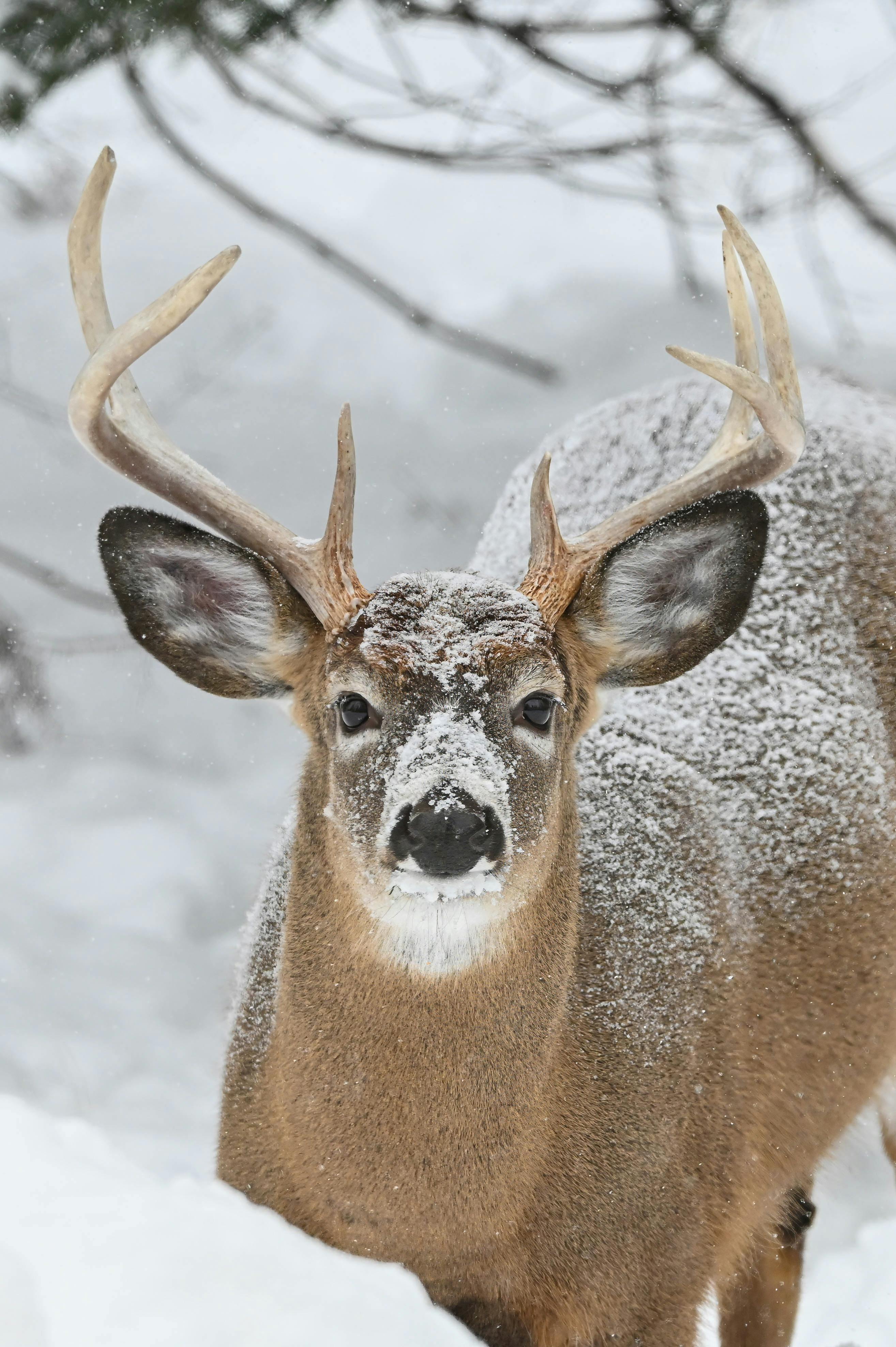 Close-up of a reindeer with antlers in a snowy winter setting in Canada.