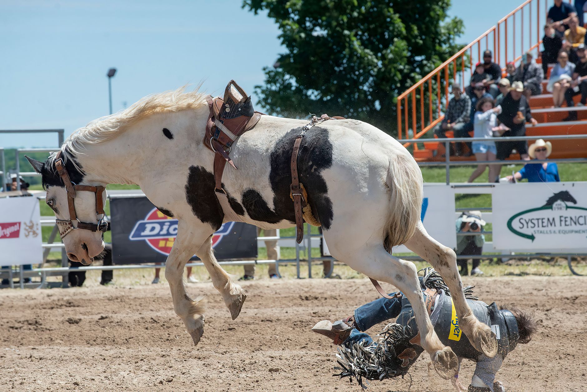 Action-packed rodeo moment capturing a horse bucking a cowboy off in an arena.