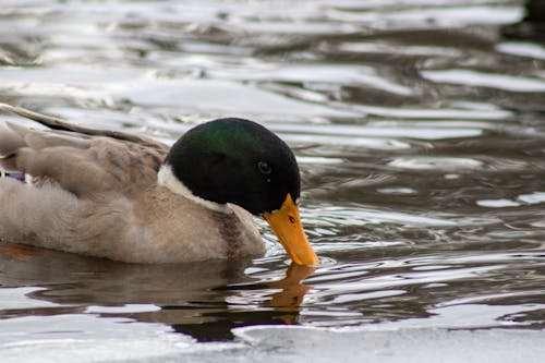 A duck swimming in a pond with a long beak