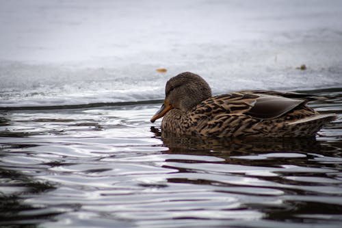 A duck swimming in the water