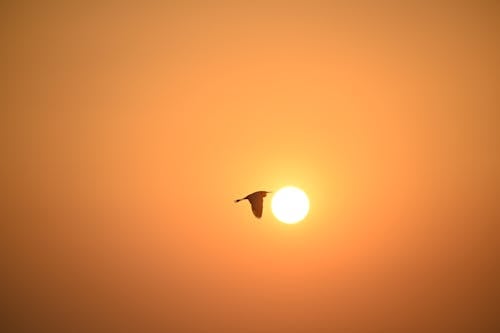 Silhouette of a Bird Flying against the Sky with Bright Sun