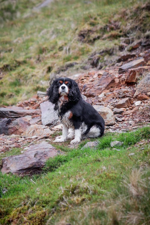 Foto d'estoc gratuïta de assegut, Cavalier King Charles Spaniel, domèstic