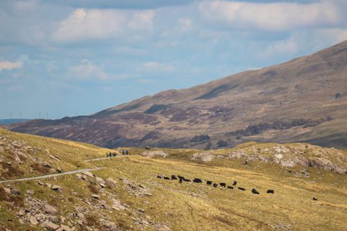 Free A serene view of cows grazing in the mountainous landscape of Wales, UK. Stock Photo
