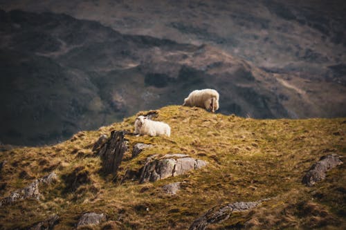 ロッキー, 家畜, 山岳の無料の写真素材