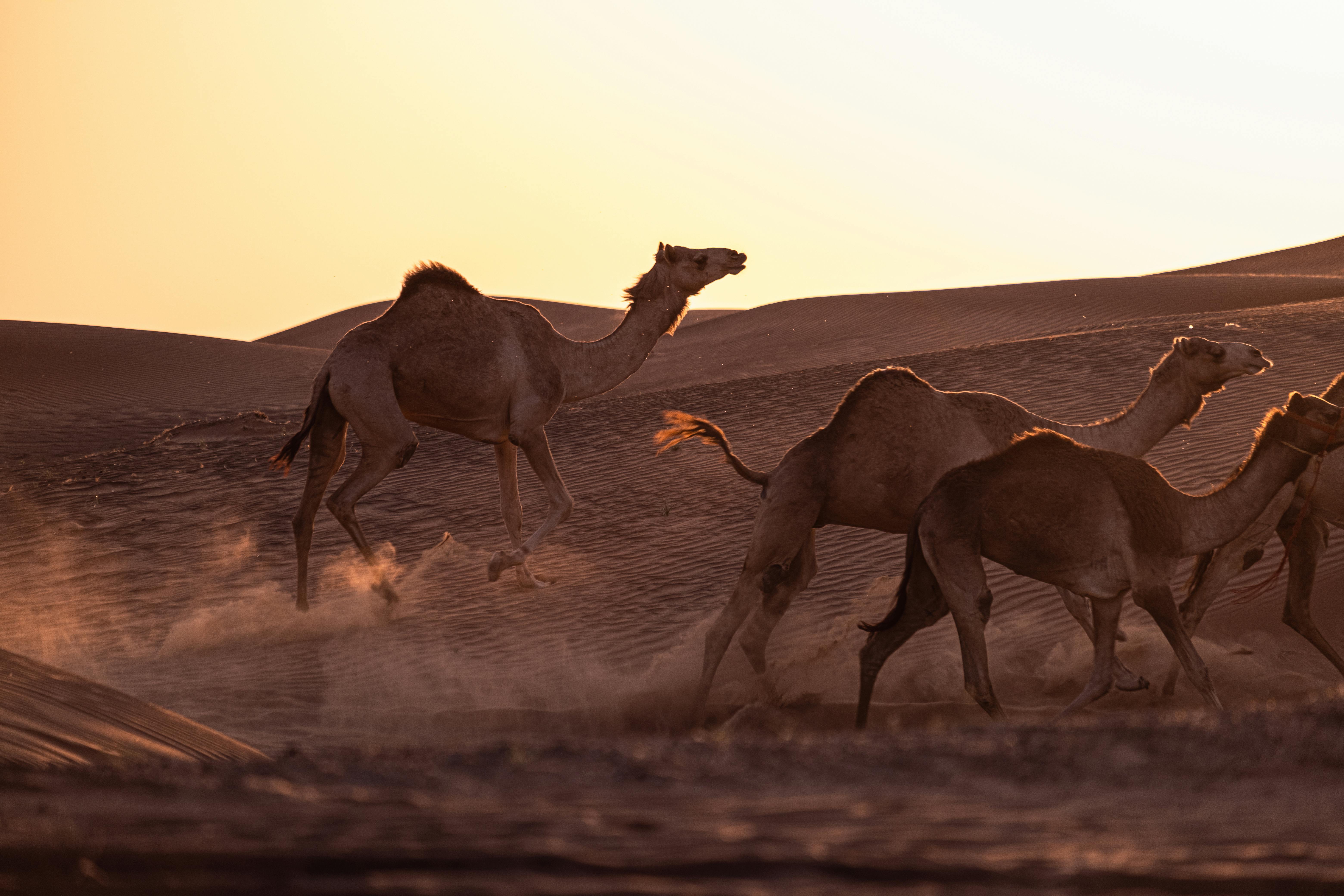 A herd of camels running through the desert at sunset, kicking up sand.