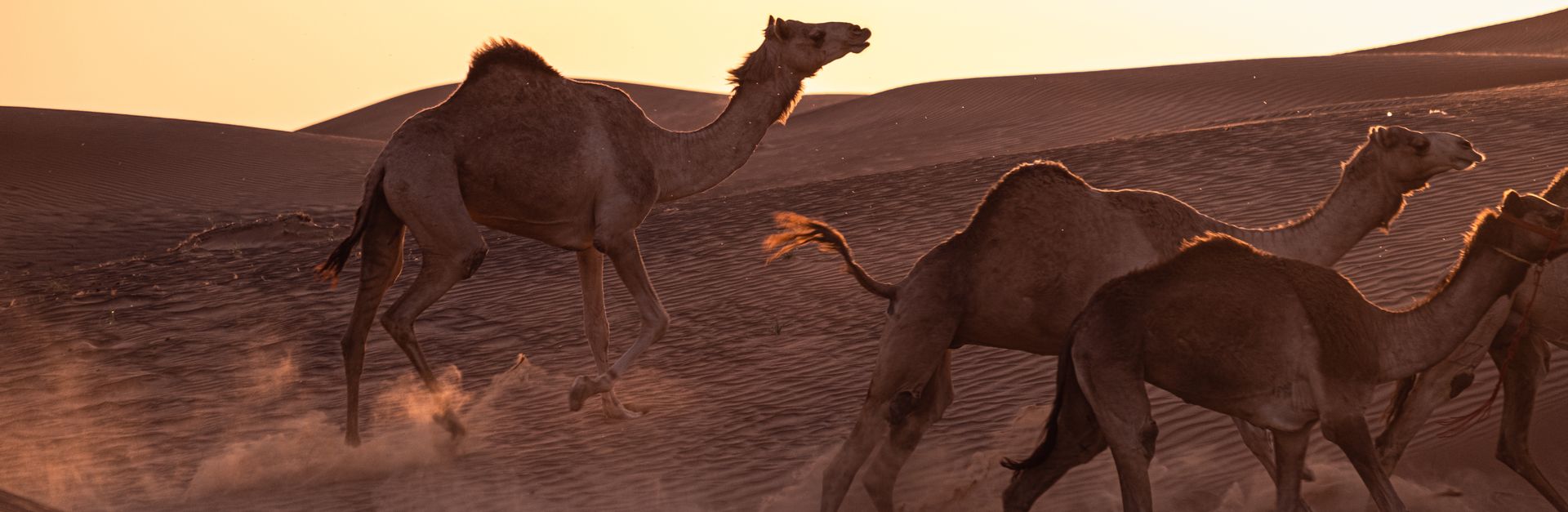 A herd of camels running through the desert at sunset, kicking up sand.