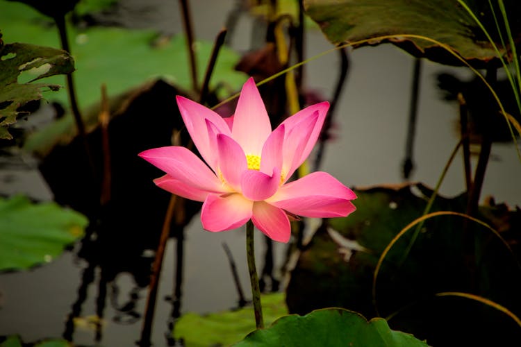 Pink Flower Of Lotus