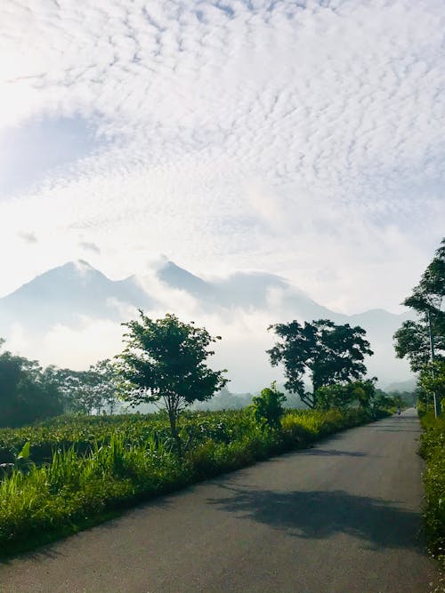 Foto d'estoc gratuïta de arbres, carretera, fons de pantalla per al mòbil