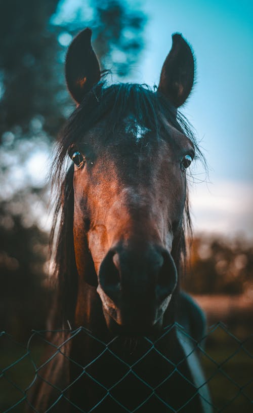 Základová fotografie zdarma na téma domácí mazlíček, farma, farmářské zvíře