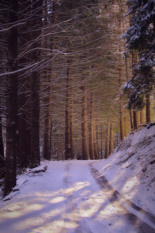 Бесплатное стоковое фото с вертикальный выстрел, дорога, зима