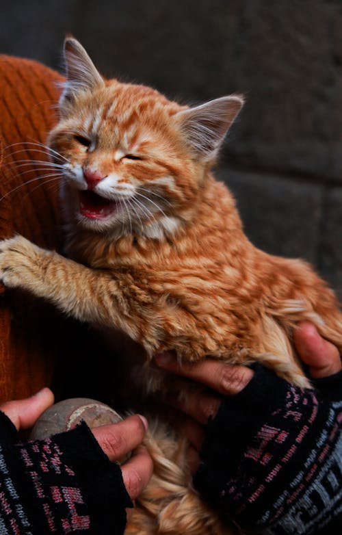 Ginger Tabby Cat in Hands