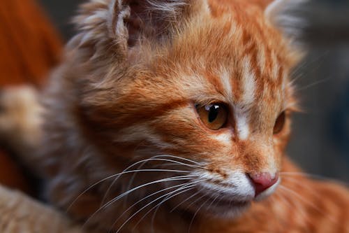 Cute Ginger Tabby Kitten