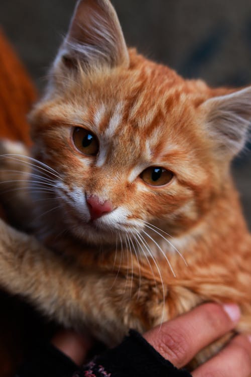 Close-up of a Person Holding a Ginger Cat
