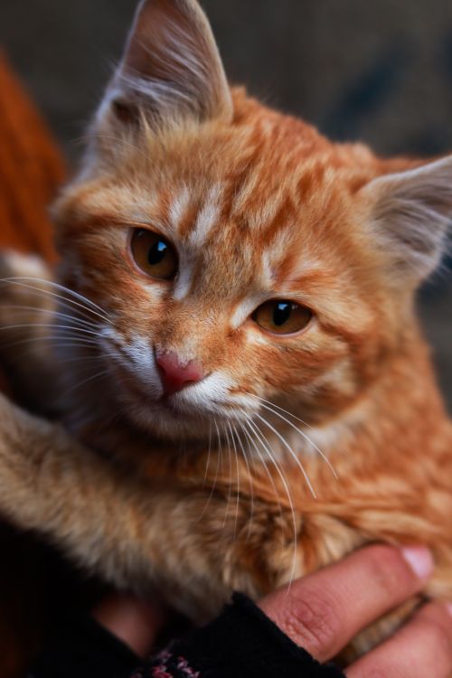 Free Adorable ginger kitten with whiskers being gently held in a warm, cozy setting. Stock Photo
