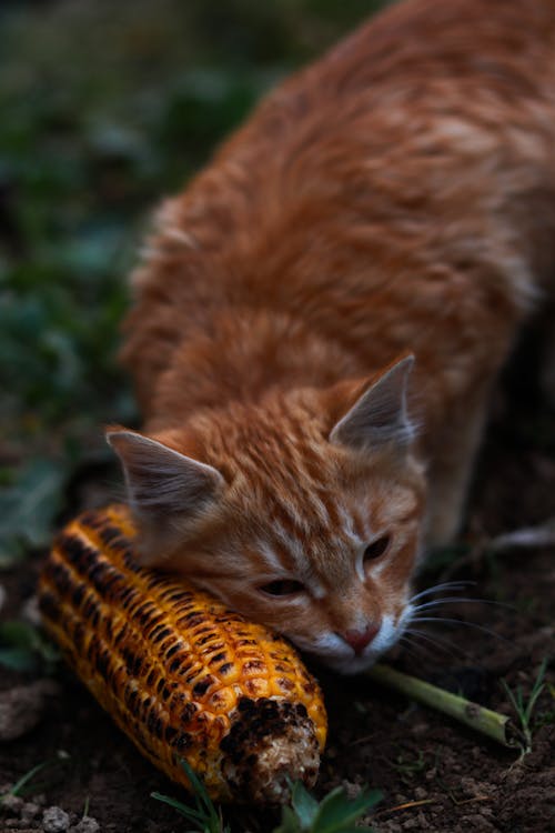 Cat Touching Corn with Head