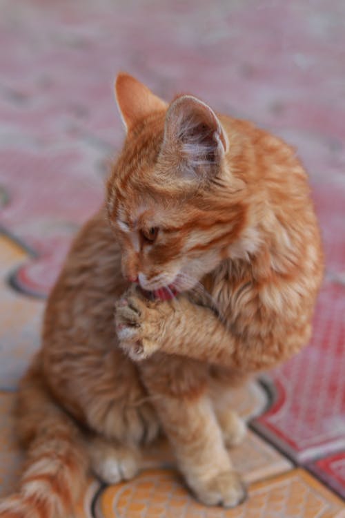 Free Ginger Kitten Licking its Paw Stock Photo