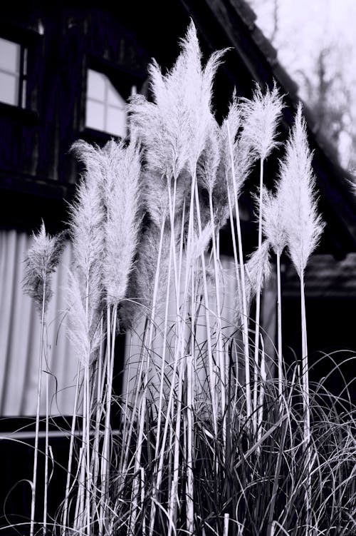 Foto d'estoc gratuïta de alt, blanc, blanc i negre