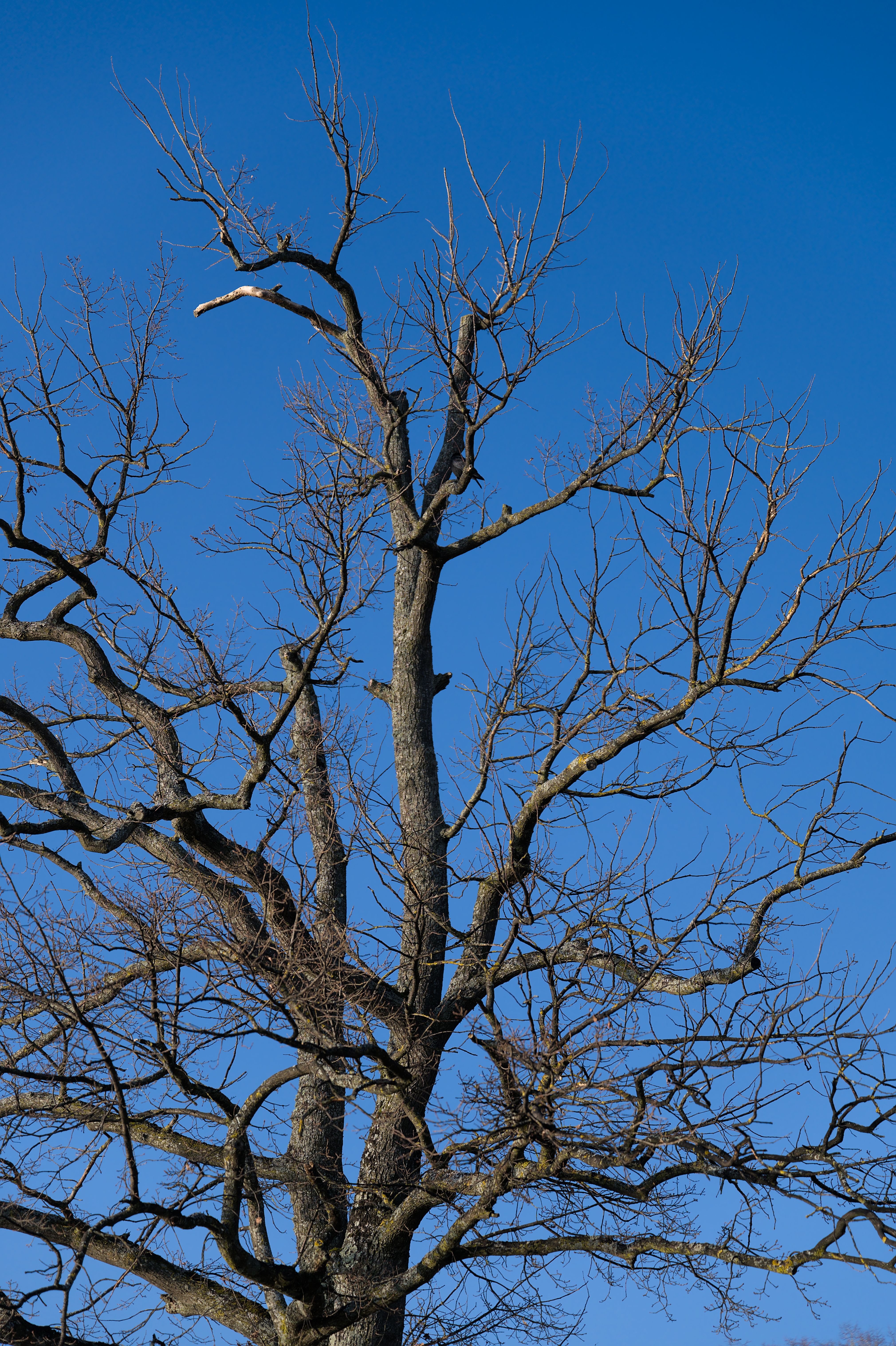 Leafless Tree against Clear Sky · Free Stock Photo