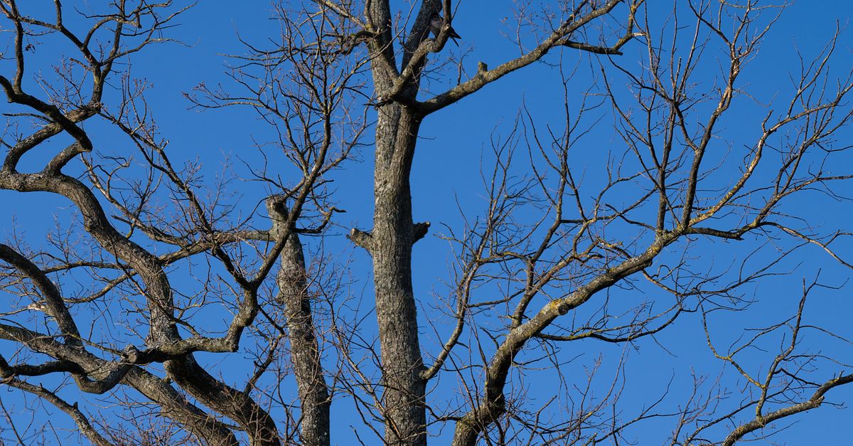Trees Leaf Less Leafless Tree against Clear Sky · Free Stock Photo