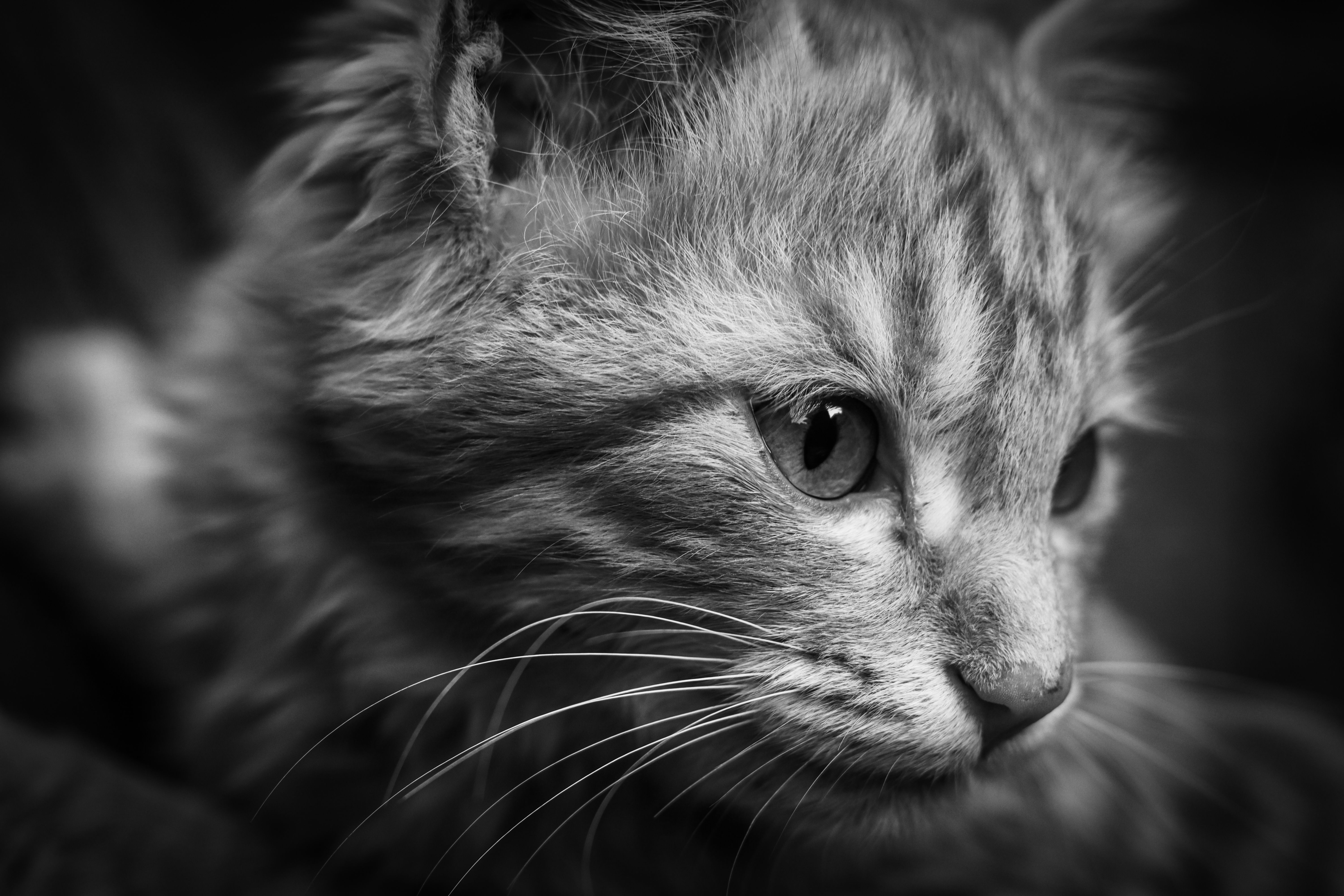 Veterinary care for a cat