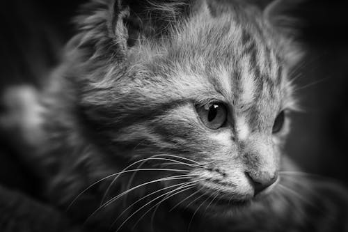 Ingyenes stockfotó állatfotók, cica, fekete-fehér témában