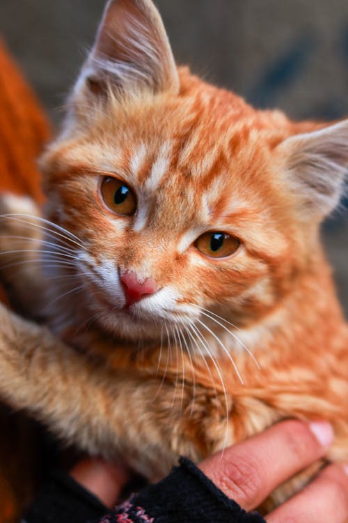 Ginger Tabby Cute Kitten in Hands