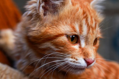 Close-up of the Head of a Ginger Kitten