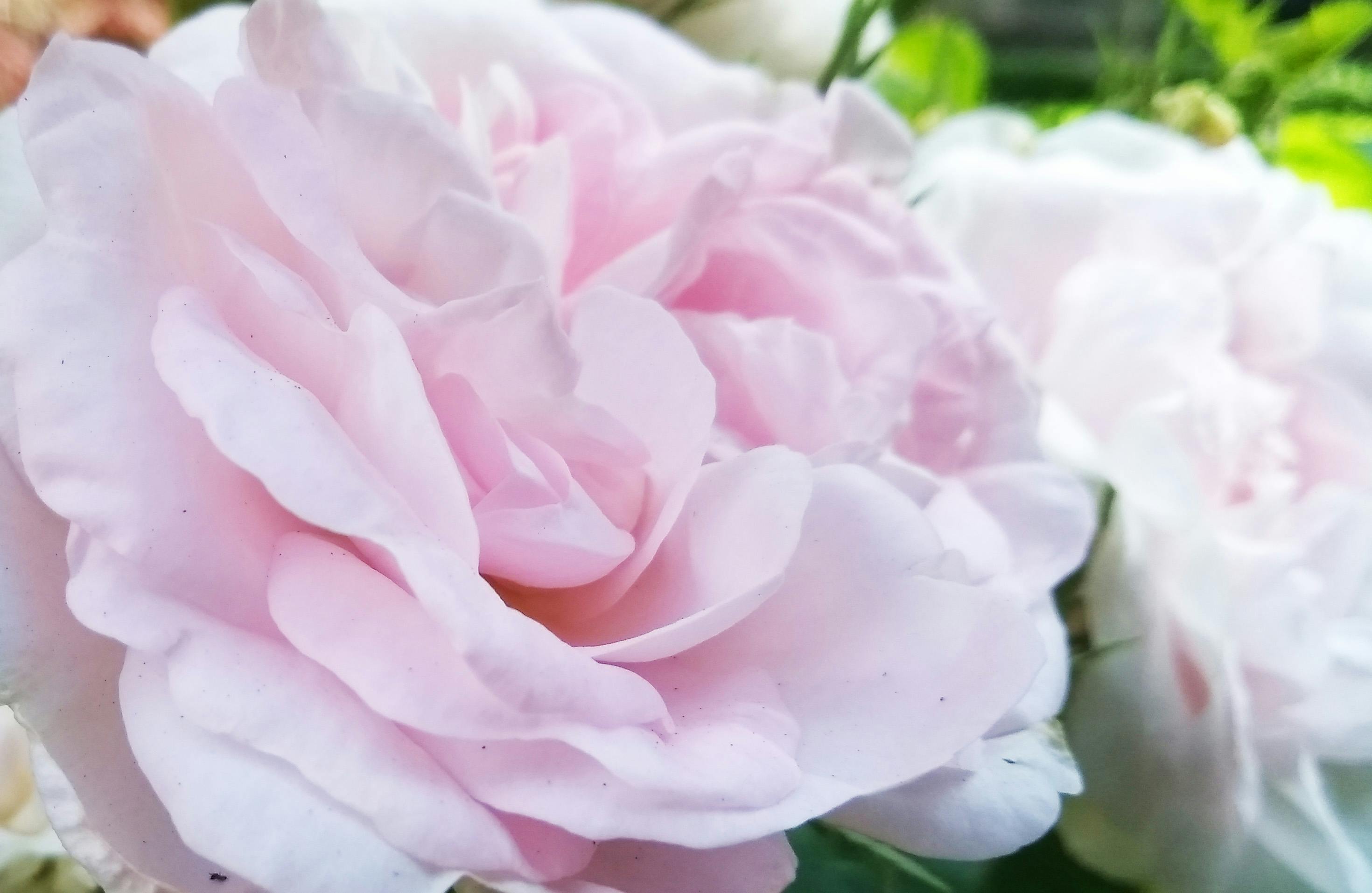 Free stock photo of pastel flowers, pastel pink roses, springtime flowers