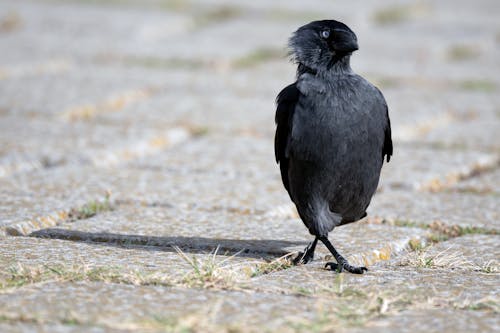 Kostnadsfri bild av djurfotografi, fågel, koltrast