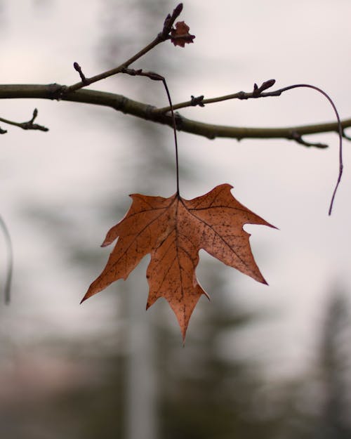 Maple Leaf on Branch