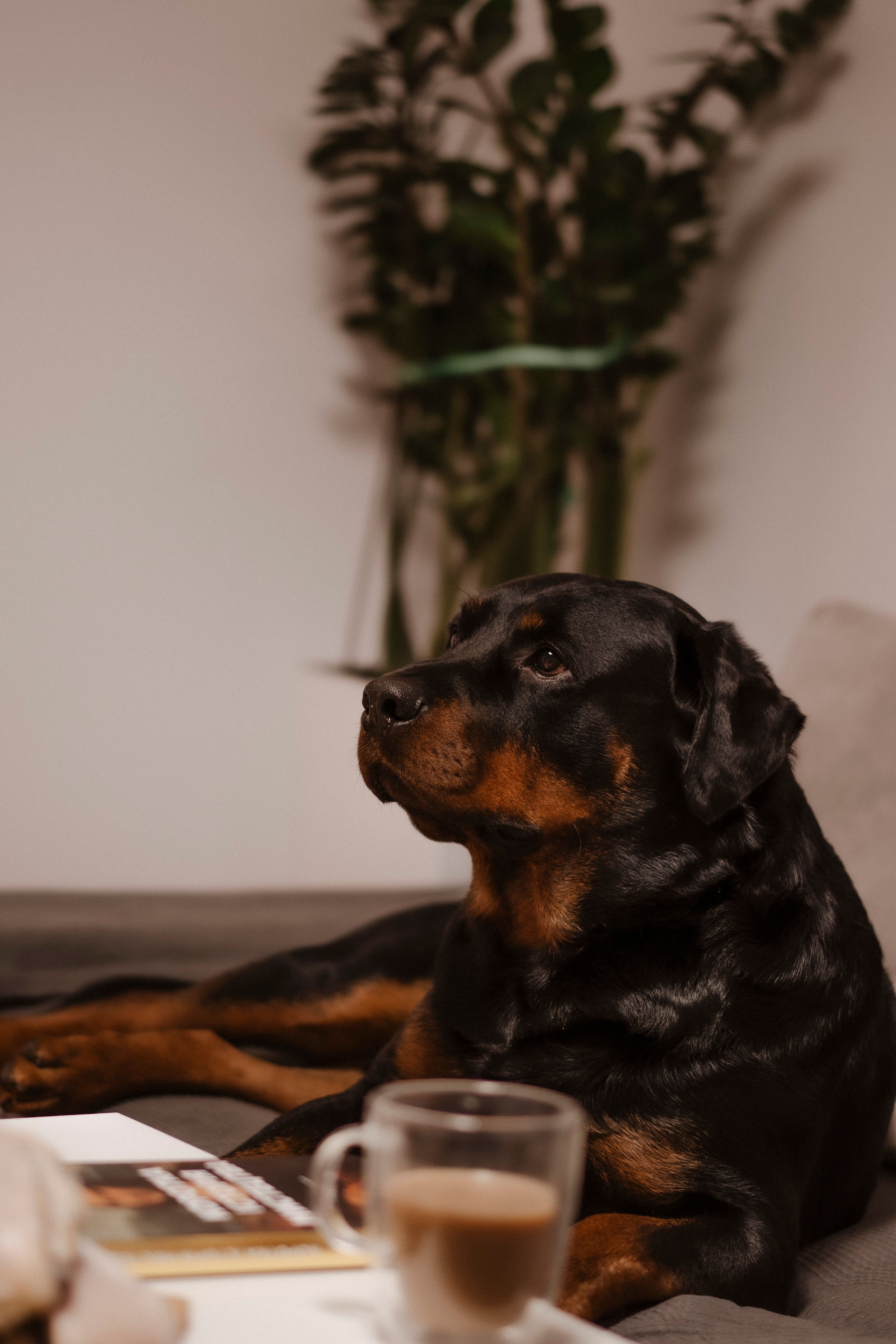 Christmas Puppy Photos, Download The BEST