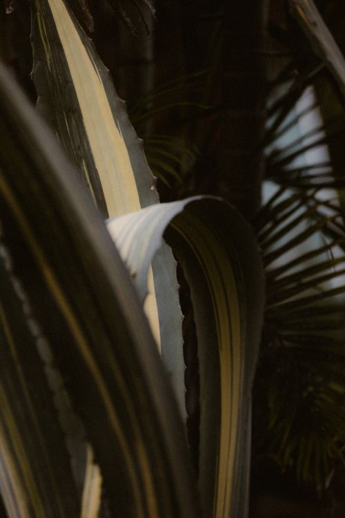 Free Dramatic close-up view of agave leaves in a tropical setting, showcasing rich foliage. Stock Photo