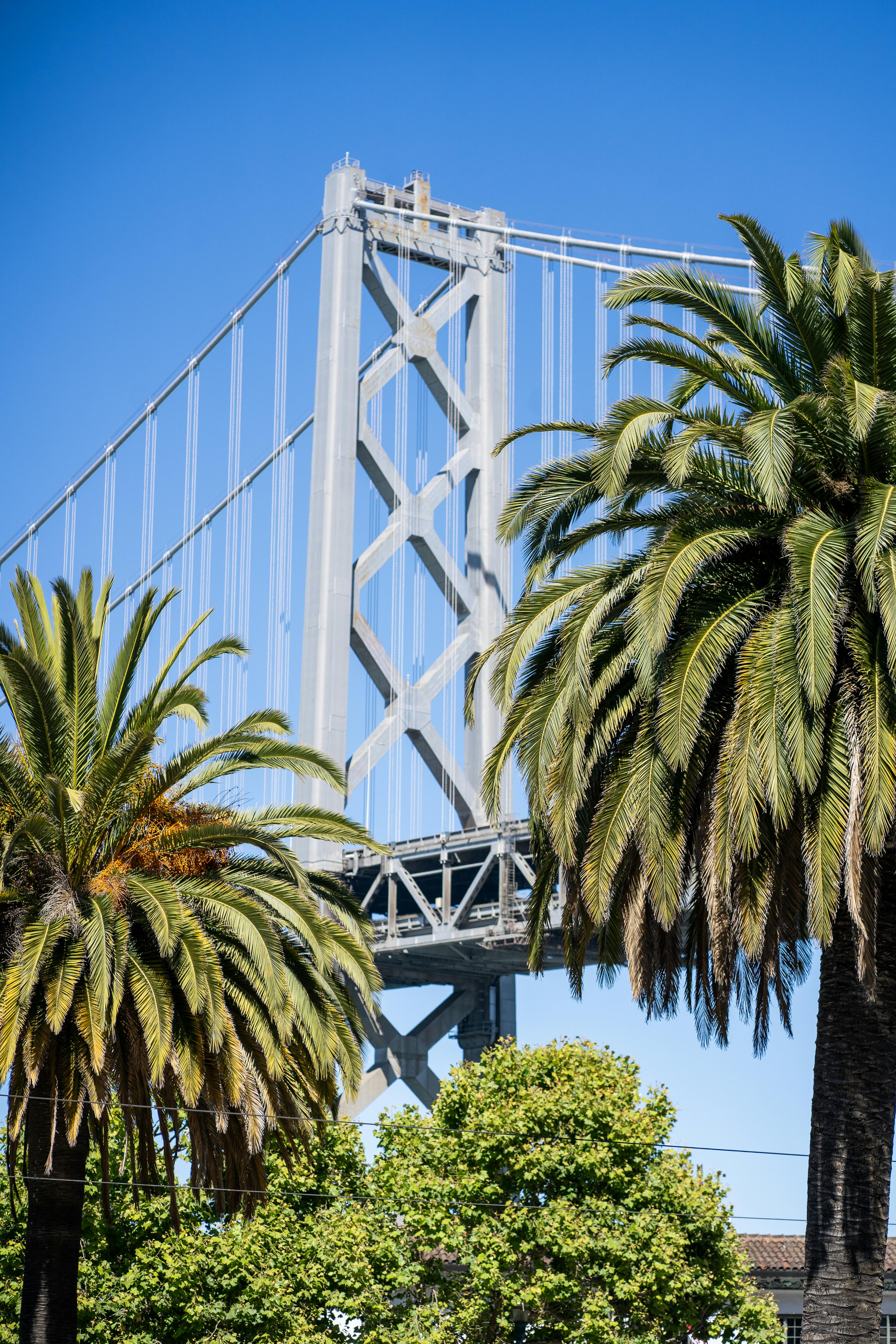 Stunning view of the Bay Bridge behind palm trees under a clear blue sky in San Francisco.