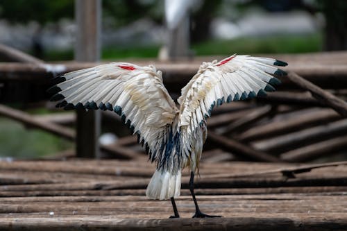 Fotobanka s bezplatnými fotkami na tému divočina, divý, drevený