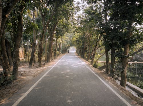 A road with trees and bushes on both sides