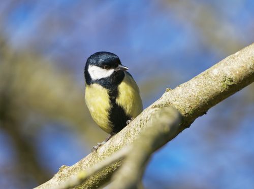 Free A Great Tit (Parus major) sits perched on a branch bathed in sunlight, showcasing its vibrant plumage. Stock Photo
