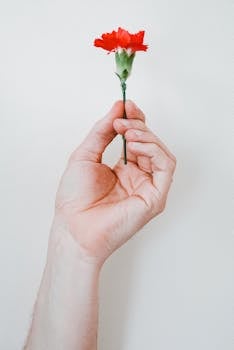 中性背景下，一只手握着一朵红色康乃馨的特写