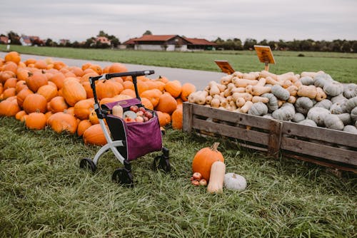 Piles of Pumpkins in Field on Countryside
