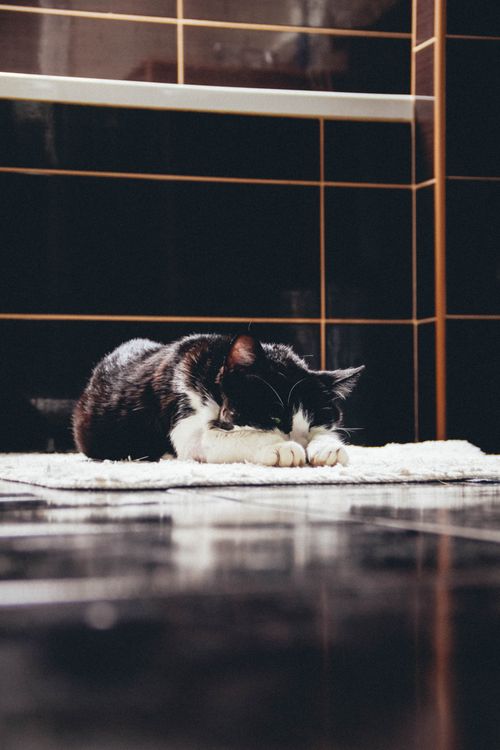 Free A cute tuxedo cat peacefully napping on a white rug in a tiled room. Stock Photo