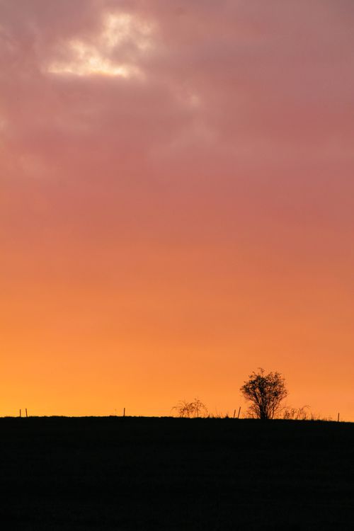Free A lone tree stands silhouetted against a vibrant orange sunset sky. Stock Photo