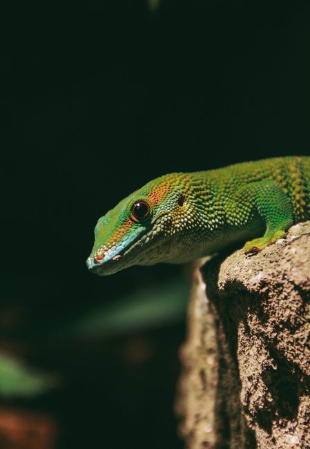Close-up of a vibrant green lizard perched on a rock, highlighting its scales and natural habitat.
