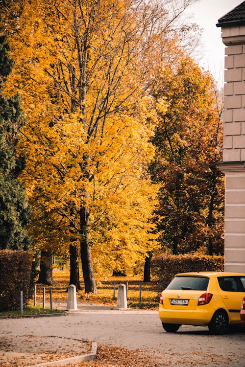 Kostenloses Stock Foto zu auto, bäume, gelb
