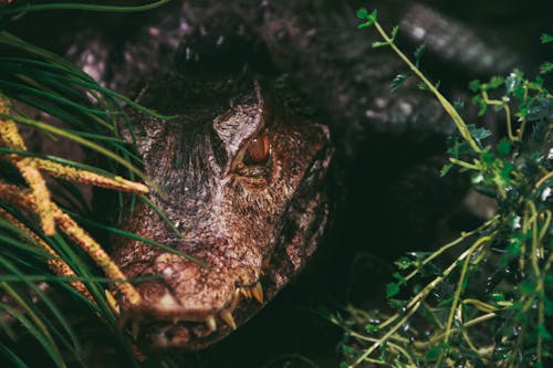 Close-up of Alligator in Wild Nature