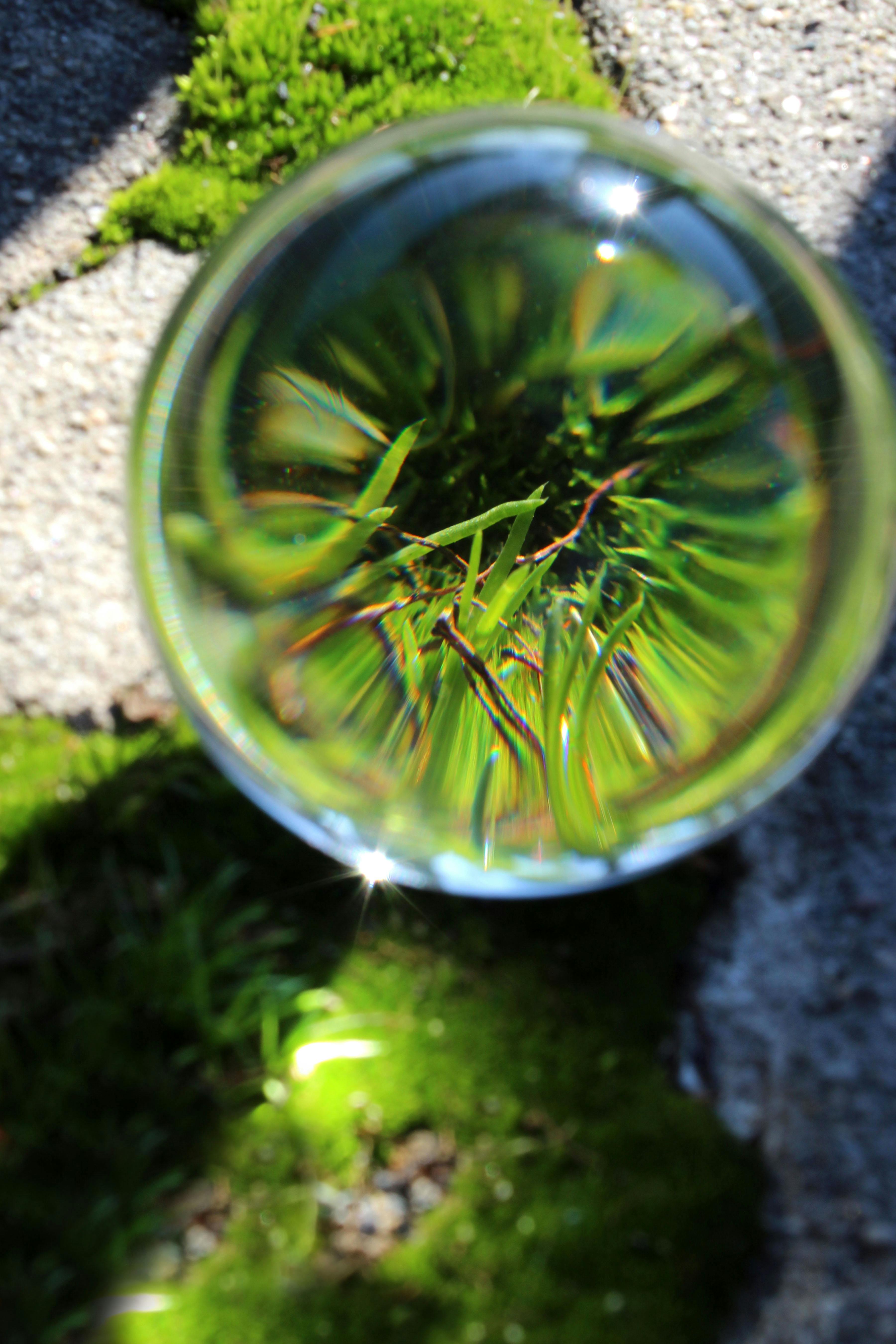 Free stock photo of glass ball, green moss, micro