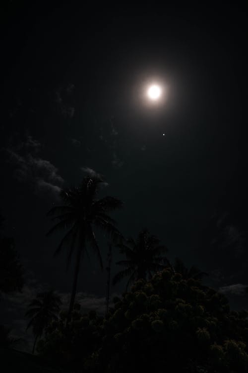 Безкоштовне стокове фото на тему «долоні, місяць, Острів»